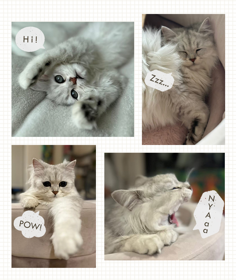 &yarn　ネコプリントTシャツ　猫画像